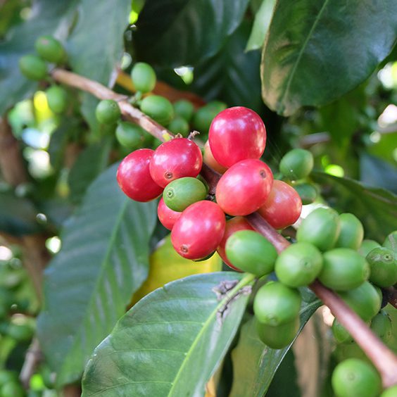 coffee plant cherries