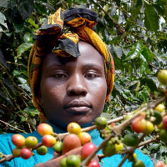 coffee farm in Africa