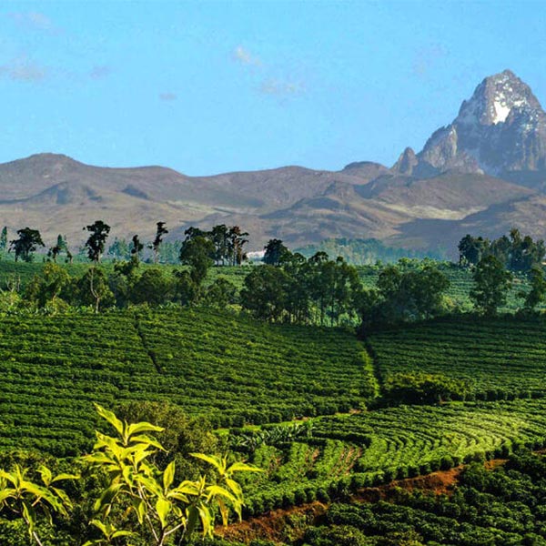 coffee farm in Colombia