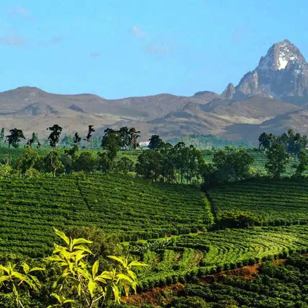 coffee farm in Colombia
